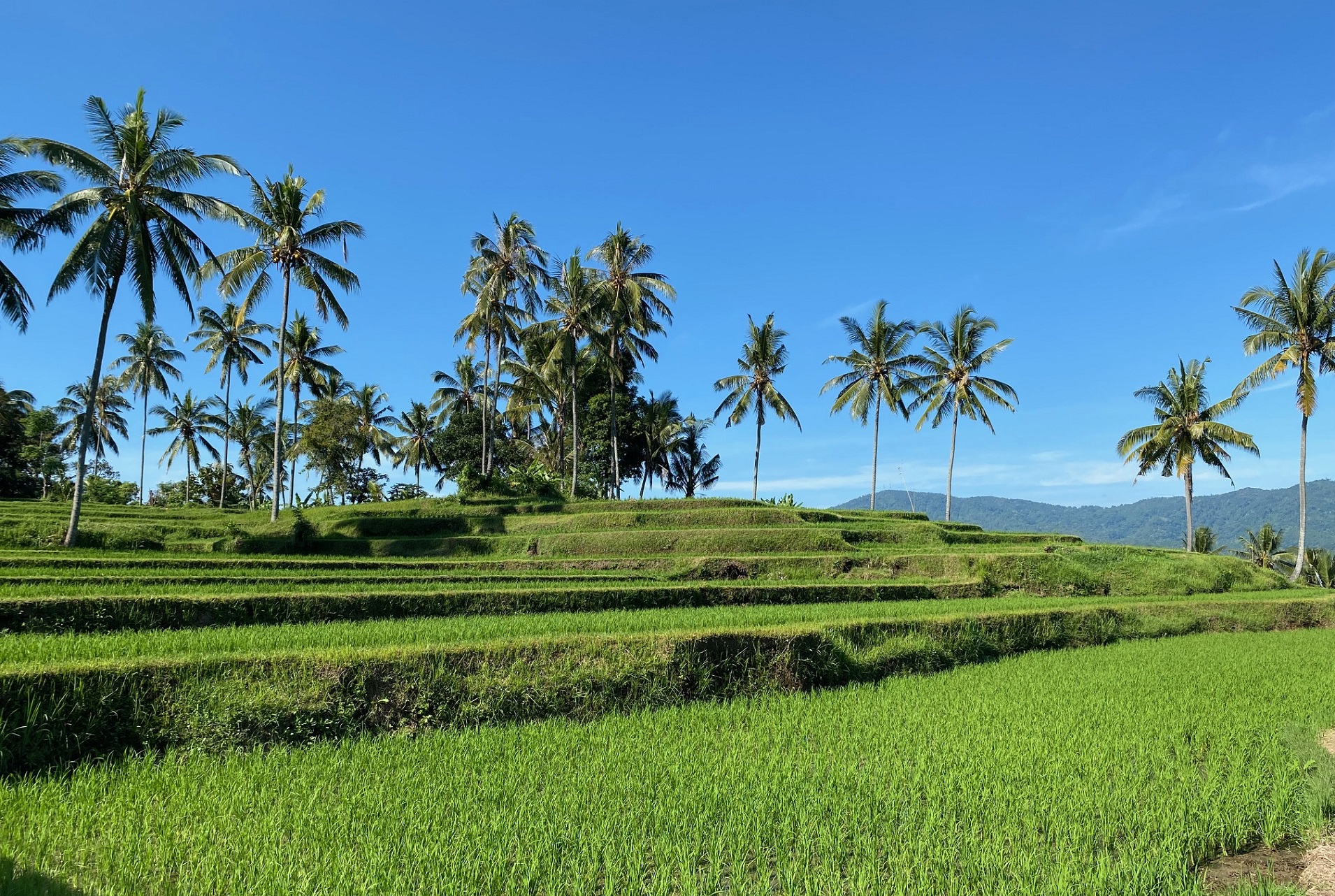 Mayong Bali villa and hostel